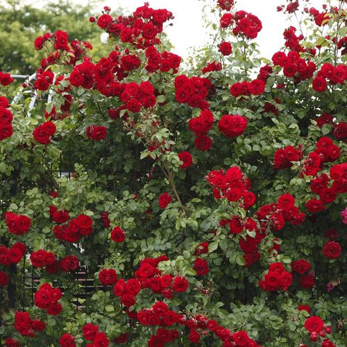 Piros - Csokros virágú - magastörzsű rózsafa- csüngő koronaforma